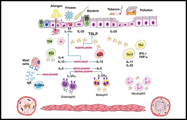 Biologic therapy for severe asthma: Time for precision, access, and accountability